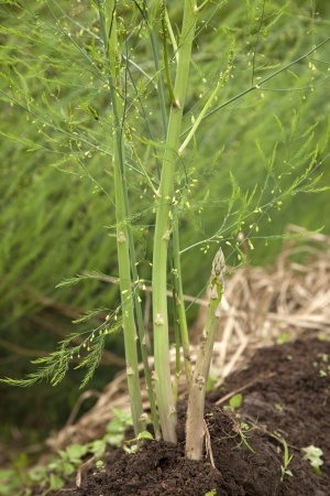 asparagus